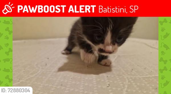 Lost Male Cat last seen Rua Itararé, Batistini, São Bernardo do Campo - SP, Batistini, SP 09843