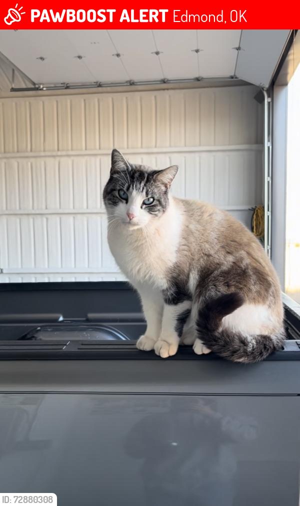 Lost Male Cat last seen MacArthur and Simmons Road, north of Waterloo, Edmond, OK 73025