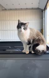 Lost Male Cat last seen MacArthur and Simmons Road, north of Waterloo, Edmond, OK 73025