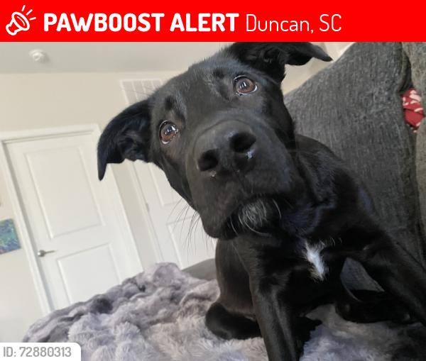 Lost Female Dog last seen Fast food chains, Duncan, SC 29334