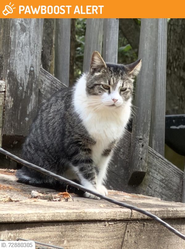 Found/Stray Unknown Cat last seen Fork Shoals Rd, Greenville County, SC 29673