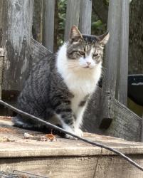 Found/Stray Unknown Cat last seen Fork Shoals Rd, Greenville County, SC 29673