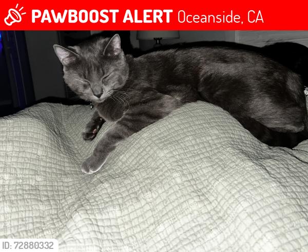 Lost Male Cat last seen College Blvd, Oceanside, CA 92056