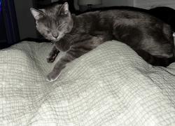 Lost Male Cat last seen College Blvd, Oceanside, CA 92056