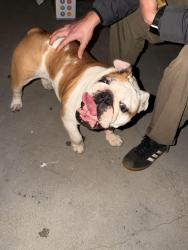Found/Stray Female Dog last seen North long beach area , Long Beach, CA 90805