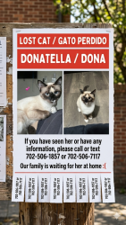 Lost Female Cat last seen Alaska, 48th street , Tacoma, WA 98408