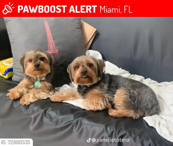 Lost Female Dog last seen Alaphata, Miami, FL 33142