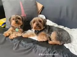 Lost Female Dog last seen Alaphata, Miami, FL 33142