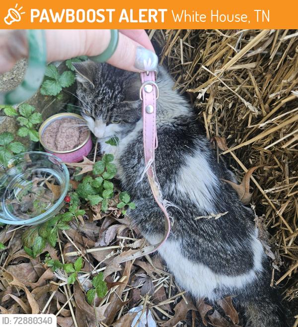 Found/Stray Female Cat last seen Hey 31 and Honeyle dr, White House, TN 37188