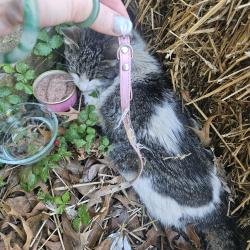 Found/Stray Female Cat last seen Hey 31 and Honeyle dr, White House, TN 37188