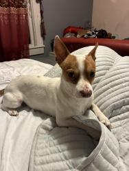 Lost Male Dog last seen 48th and broadway , Indianapolis, IN 46205