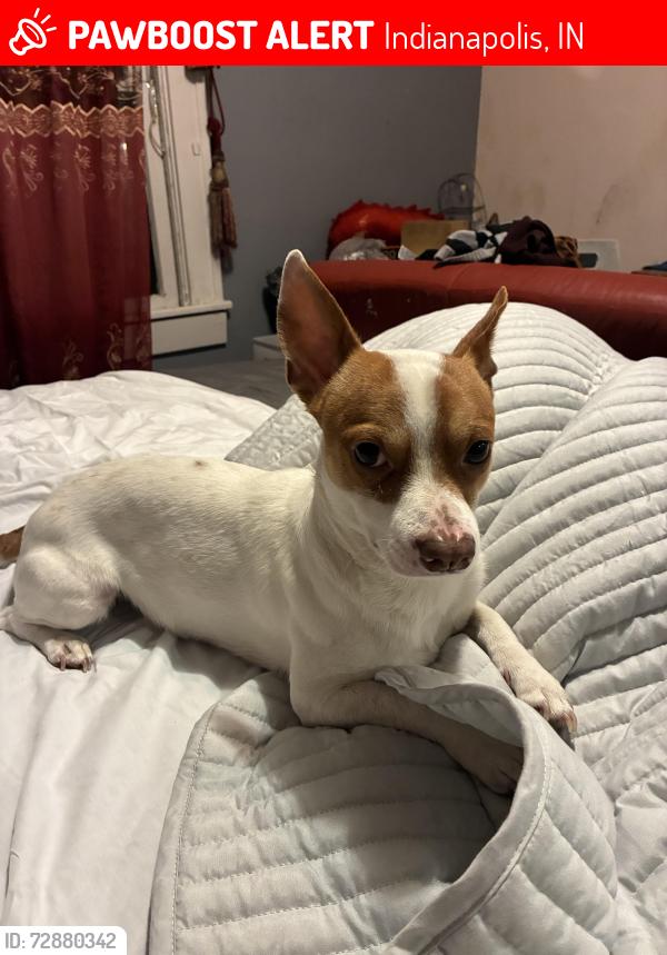 Lost Male Dog last seen 48th and broadway , Indianapolis, IN 46205