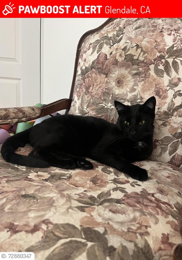 Lost Male Cat last seen Near n cedar st, Glendale, CA 91206