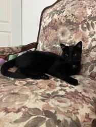 Lost Male Cat last seen Near n cedar st, Glendale, CA 91206