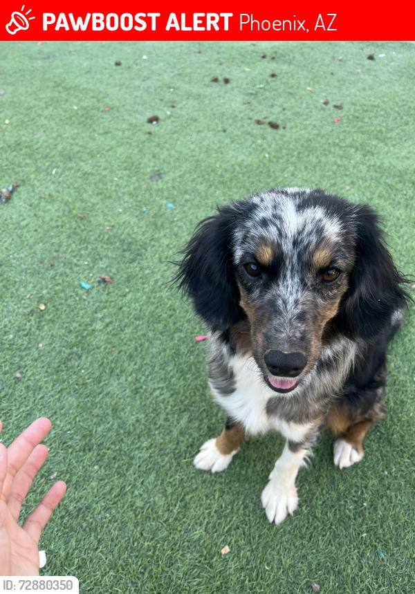 Lost Female Dog last seen Near W Broadway Rd, Phoenix, AZ 85040, Phoenix, AZ 85040