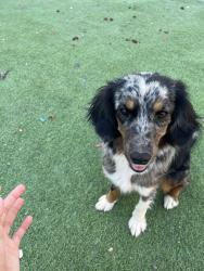 Lost Female Dog last seen Near W Broadway Rd, Phoenix, AZ 85040, Phoenix, AZ 85040