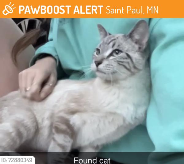 Found/Stray Unknown Cat last seen White bear and Ivy, Saint Paul, MN 55106