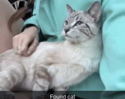 Found/Stray Unknown Cat last seen White bear and Ivy, Saint Paul, MN 55106