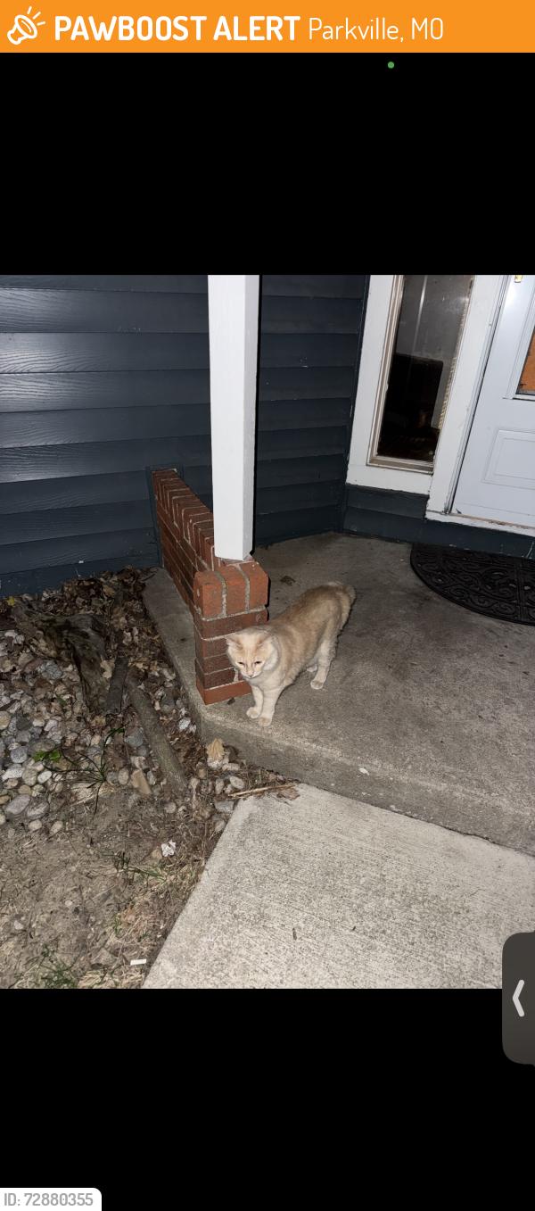 Found/Stray Unknown Cat last seen Wild Flour Baking Co, Parkville, MO 64152