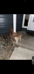 Found/Stray Unknown Cat last seen Wild Flour Baking Co, Parkville, MO 64152