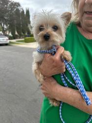 Found/Stray Male Dog last seen Parthenia and Corbin, Los Angeles, CA 91324