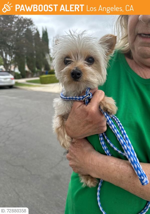 Found/Stray Male Dog last seen Parthenia and Corbin, Los Angeles, CA 91324