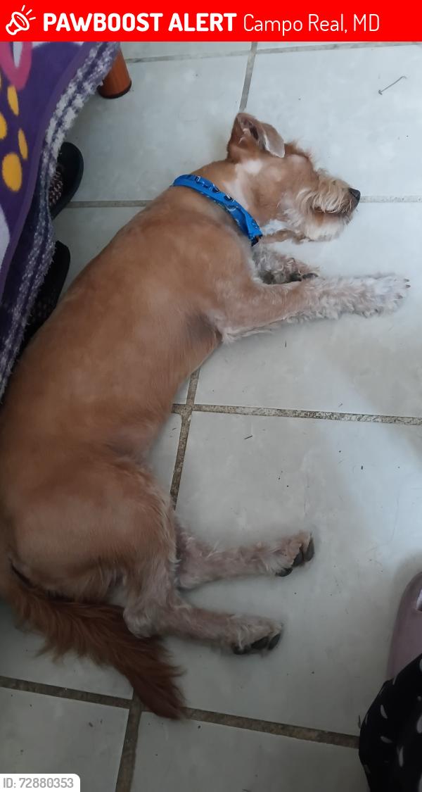 Lost Male Dog last seen Caseta de vigilancia, Campo Real, MD 28510