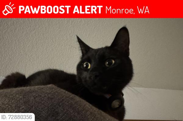 Lost Male Cat last seen 127th St SE, Monroe, WA 98272