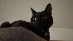 Lost Male Cat last seen 127th St SE, Monroe, WA 98272