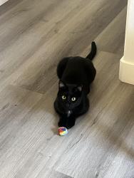 Lost Male Cat last seen Near North Cedar Street , Glendale, CA 91206