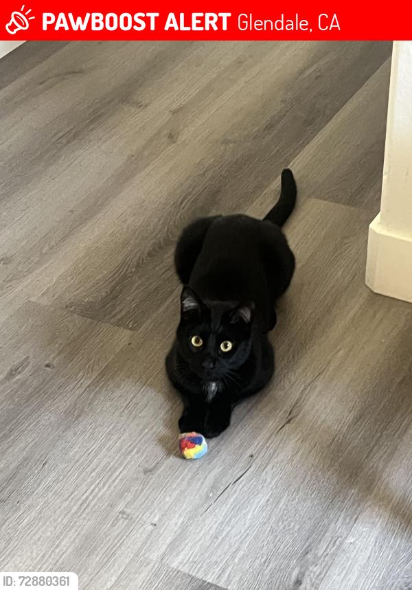 Lost Male Cat last seen Near North Cedar Street , Glendale, CA 91206