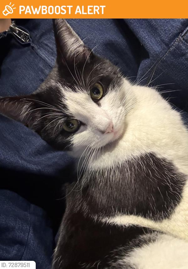 Found/Stray Female Cat last seen Manhattan village outside parking lot by Macys, Manhattan Beach, CA 90266