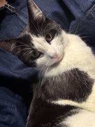 Found/Stray Female Cat last seen Manhattan village outside parking lot by Macys, Manhattan Beach, CA 90266