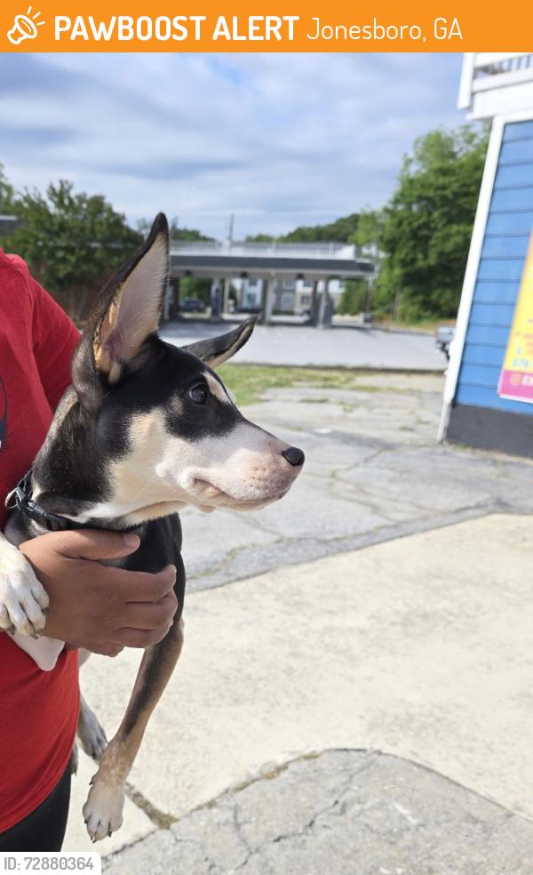 Found/Stray Male Dog last seen Near exclusive paws grooming salon , Jonesboro, GA 30236