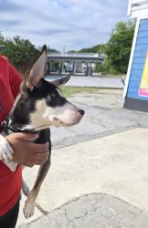 Found/Stray Male Dog last seen Near exclusive paws grooming salon , Jonesboro, GA 30236
