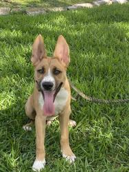 Found/Stray Male Dog last seen Country place and Fern Drive , Houston, TX 77079