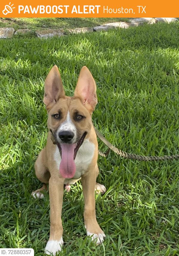 Found/Stray Male Dog last seen Country place and Fern Drive , Houston, TX 77079