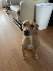 Lost Male Dog last seen Near Seasons Dr Raleigh NC 27614, Raleigh, NC 27614