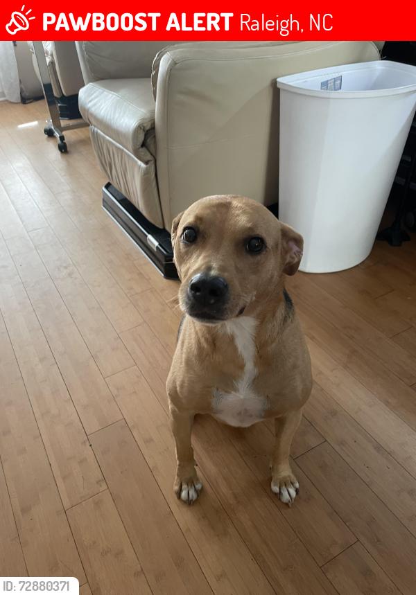Lost Male Dog last seen Near Seasons Dr Raleigh NC 27614, Raleigh, NC 27614