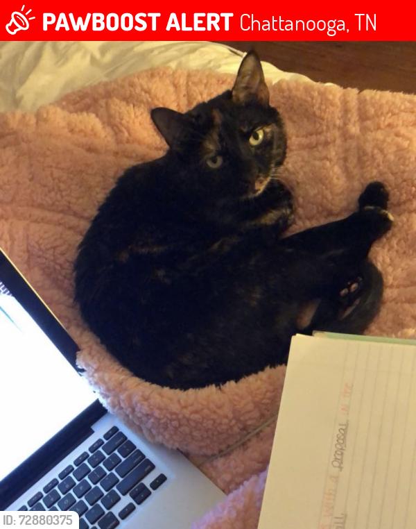 Lost Female Cat last seen Near Rees Avenue, Chattanooga, TN 37411