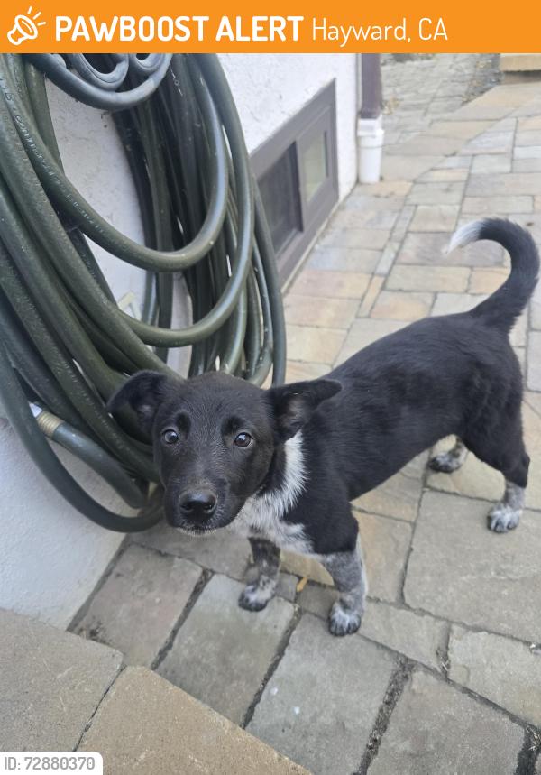 Found/Stray Unknown Dog last seen Tamarack Dr, Hayward, CA 94544