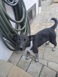 Found/Stray Unknown Dog last seen Tamarack Dr, Hayward, CA 94544