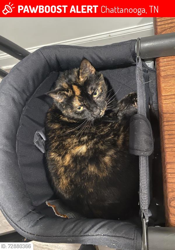 Lost Female Cat last seen Near Rees Avenue , Chattanooga, TN 37411