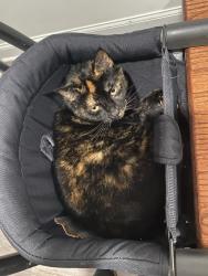 Lost Female Cat last seen Near Rees Avenue , Chattanooga, TN 37411