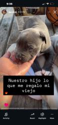 Lost Male Dog last seen Near n 7th st Kansas City is , Kansas City, KS 66101