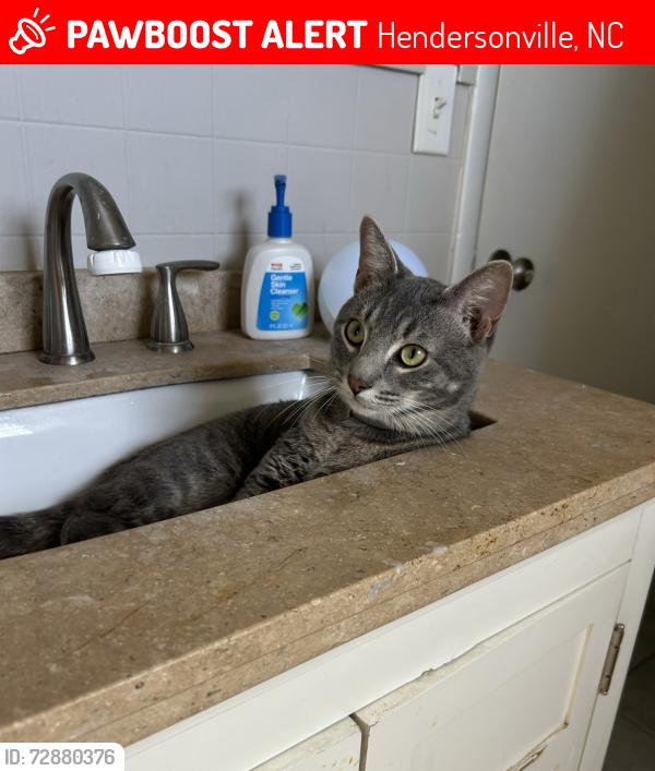 Lost Male Cat last seen Valley Hill Baptist Church, Hendersonville, NC 28739
