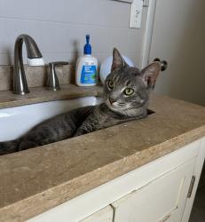 Lost Male Cat last seen Valley Hill Baptist Church, Hendersonville, NC 28739