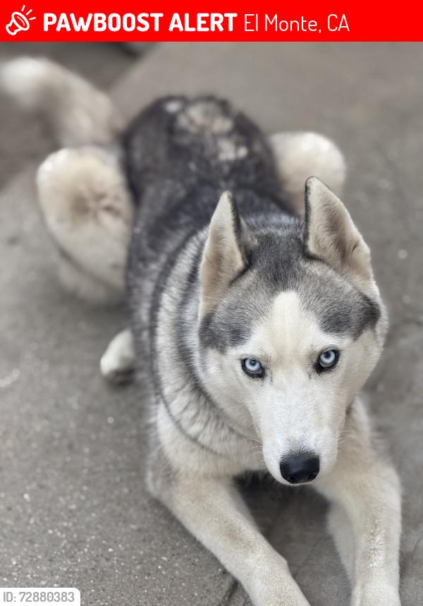Lost Female Dog last seen Santa Anita Ave x Garvey , El Monte, CA 91733