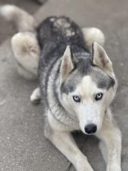 Lost Female Dog last seen Santa Anita Ave x Garvey , El Monte, CA 91733
