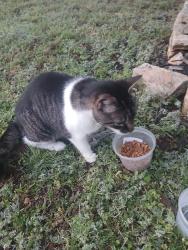 Found/Stray Female Cat last seen 164th & Pennsylvania , Oklahoma City, OK 73013